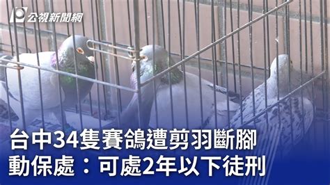 台中34隻賽鴿遭剪羽斷腳 動保處：可處2年以下徒刑｜20230707 公視晚間新聞 Youtube