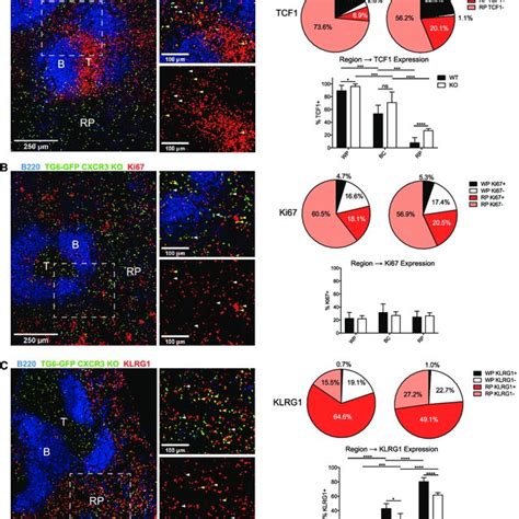 CXCR3 Deficient CD8 T Cells Retain A Memory Phenotype In The RP A C