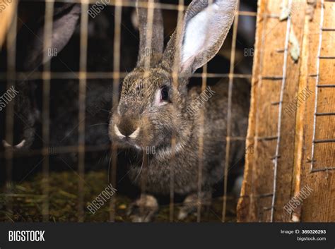 Breeding Rabbits Image And Photo Free Trial Bigstock