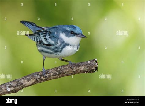 Cerulean Warbler High Resolution Stock Photography And Images Alamy