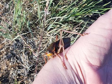 Mormon cricket swarm, S. Idaho : r/Entomology