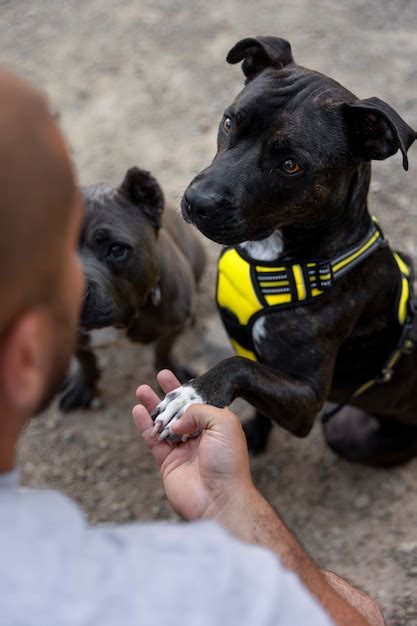 Free Photo Two Dogs Outdoors Being Trained By Male Coach