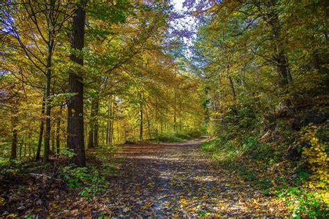 Free Images Tree Wilderness Branch Trail Meadow Sunlight Leaf