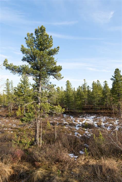 Forest Landscape In Autumn In The Russian Taiga Stock Image Image