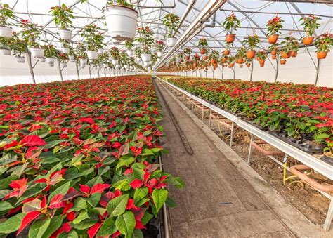 Flores Rojas Brillantes De Poinsettia Foto Premium