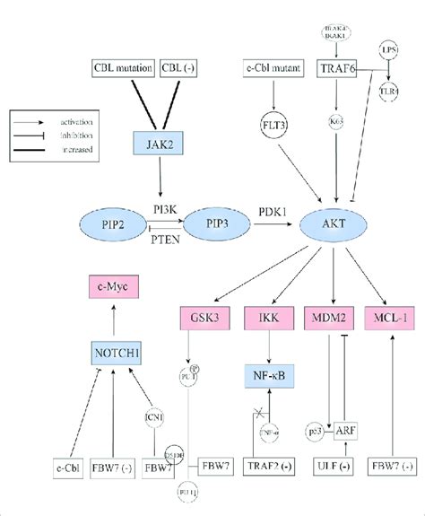 E3 Ubiquitin Ligases Involved In Jak2 Notch Pi3kakt And Downstream Download Scientific