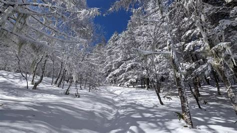 2024№3 新雪の入笠山🏔 Bellshunaさんの入笠山の活動データ Yamap ヤマップ