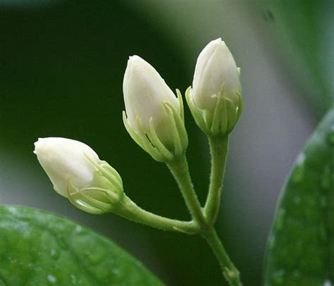 Kembang Melati Rare Flowers Beautiful Flowers Garden Room