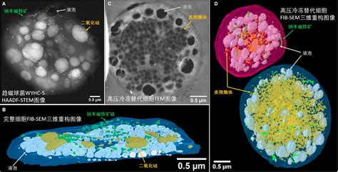 李金华等 Sa：发现趋磁细菌细胞内非晶质二氧化硅颗粒 中国科学院地球与行星物理重点实验室