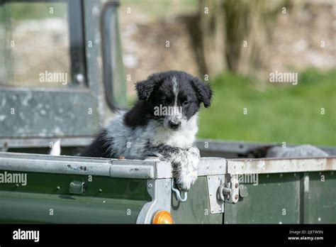 Working Sheepdog and Puppies Stock Photo - Alamy