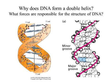 Nucleic Acid Structure Chemistry Libretexts