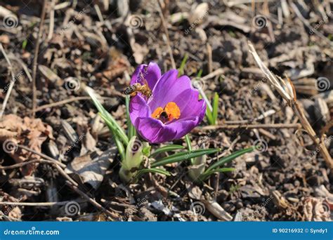 Bees Collect Nectar And Pollen On First Spring Flower Crocus Stock