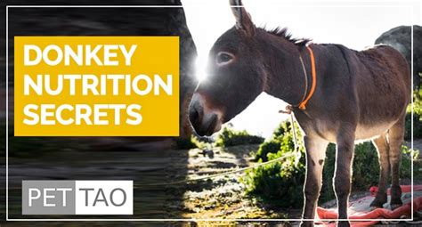 Simple Secrets of Donkey Nutrition - PET | TAO Holistic Pet Products ...