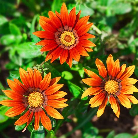 MPB12 Gazania Seeds New Day Bronze Shades Gazania Linearis 15 To 200