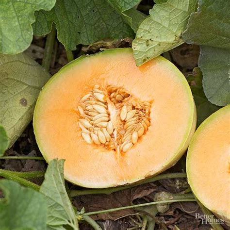 Tips For Growing Cantaloupe Thats So Juicy Its Worth The Effort