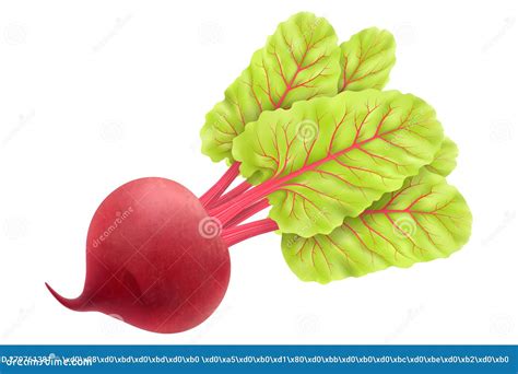 Fresh Beet With Leaf Realistic D Vector Illustration Isolated White