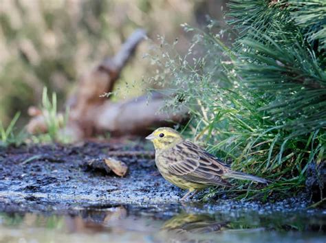 160+ Yellowhammer Female Stock Photos, Pictures & Royalty-Free Images ...