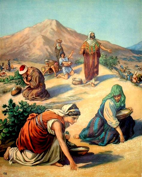 Ot0216 Manna Bible Drawings By Otto Semler And Others Man… Flickr