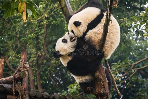 Two Panda Bear Cubs Playing at Chengdu Research Base China Stock Image ...