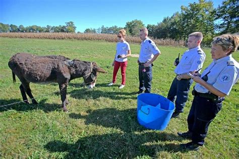 Lescar Attachés En Plein Soleil Sans Eau Trois Animaux Récupérés Par