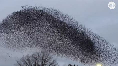 Mesmerizing starling formation move in unision through the sky