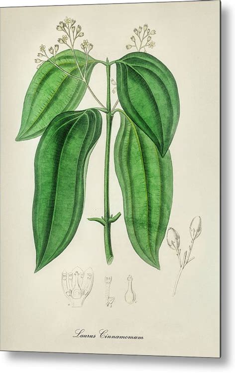 Laurus Cinnamomum Cinnamon Medical Botany Vintage Botanical