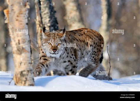 Eurasian Lynx (Lynx lynx) stalking, Norway Stock Photo - Alamy