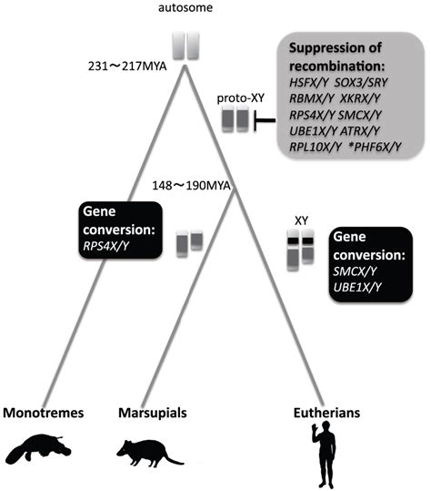 Schematic Diagram Of Sex Chromosome Evolution In Theria After The