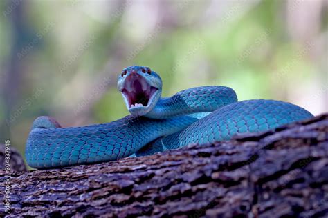 Blue Insularis Pit Viper Snake Trimeresurus Albolabris Venomous Snake