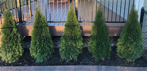 Everything You Need To Know About The Emerald Green Arborvitae Tree