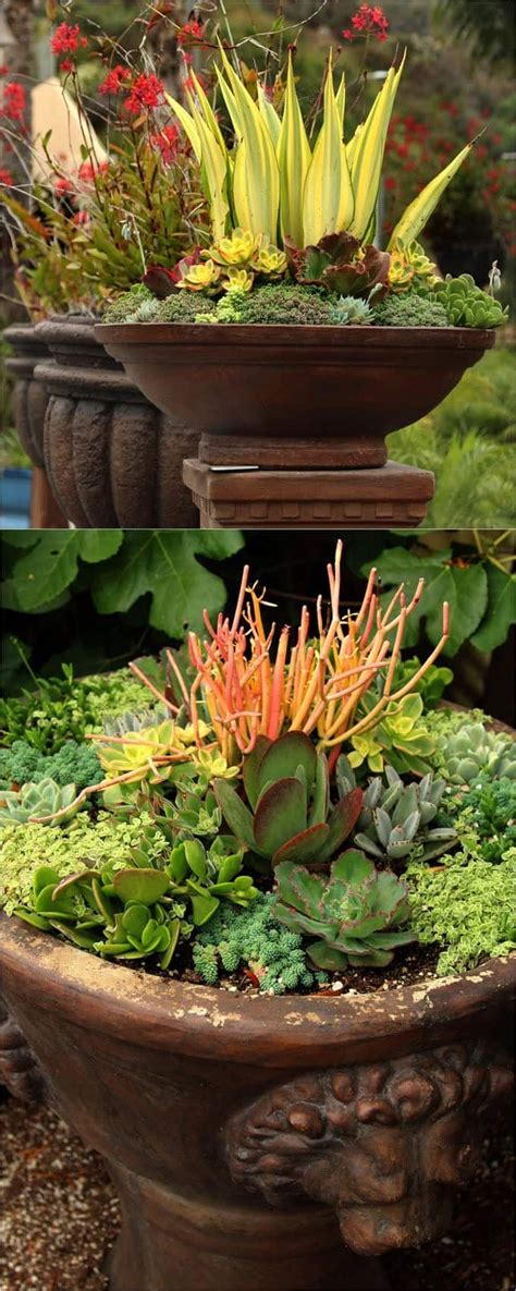 How To Create A Drop Dead Gorgeous Succulent Garden In 5 Easy Steps