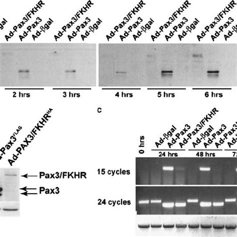 Pax3 And Pax3 FKHR Binding To The 5 0 Region Of Gene Targets Pax3 A