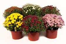 Products Wholesale Bedding Plants Hybels Inc