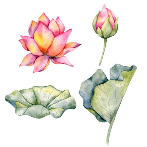 Lotus Aquarell Illustration Rosa Lotus Premium Vektor