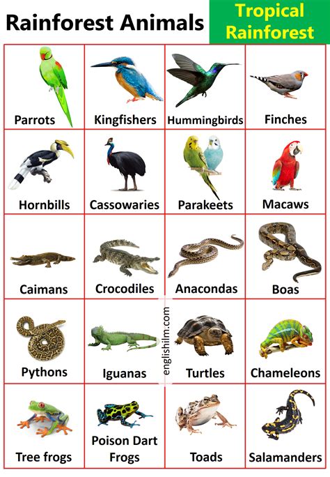 an image of rainforest animals and their names