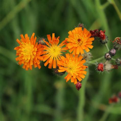 Pin auf Blumen Gräser und Sträucher bestimmen