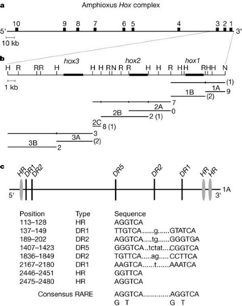 Conservation And Elaboration Of Hox Gene Regulation During Evolution Of