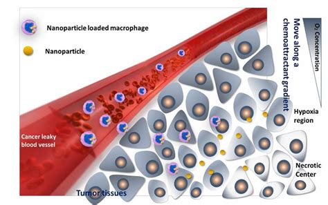 Macrophages Mediated Biomimetic Drug Delivery Systems