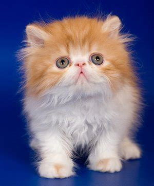 The Small Cat Breeds of the World