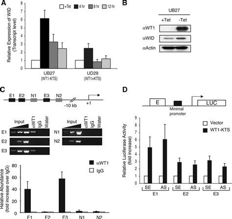 Wid Is A Wt1kts Target Gene A Quantitative Reverse Download