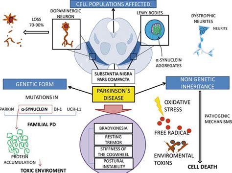 Physiology And Pathology Of Neuroimmunology Role Of Inflammation In