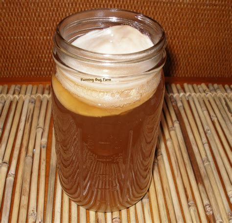 Organic Kombucha SCOBY Natural Mushroom Culture Tea Starter