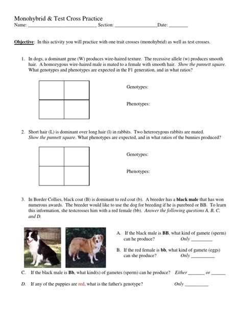 Monohybrid Test Cross Practice | PDF | Dominance (Genetics) | Zygosity - Worksheets Library