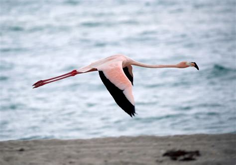 Are Flamingos Native To Florida? | Here & Now