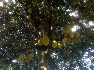 Árvores Frutíferas Como plantar passo a passo 80 fotos de diversos tipos