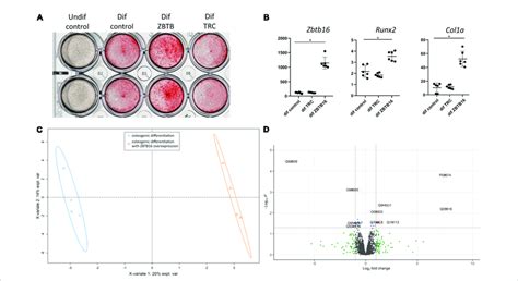 Effect Of Zbtb Plzf On Human Valve Interstitial Cells Vic