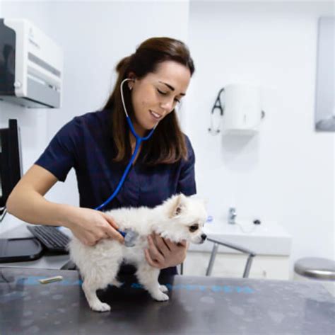 Consultas Médicas Veterinarias En Córdoba