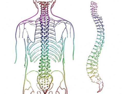 Columna vertebral Qué es características partes estructura