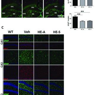 HE A And HE S Reduce Amyloid Plaque Burden And Size In APP PS1 Mice