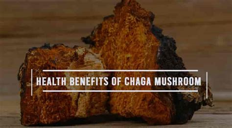 4 Key Health Benefits Of Chaga Mushroom | HealthtoStyle